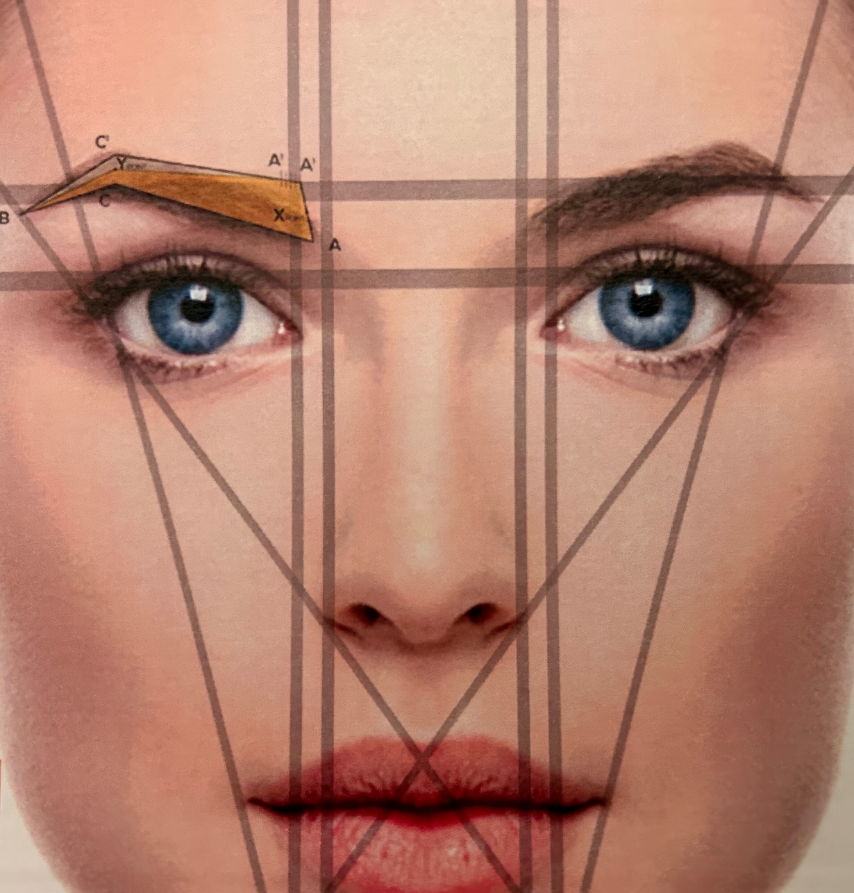 Étude morphologique et mapping des sourcils